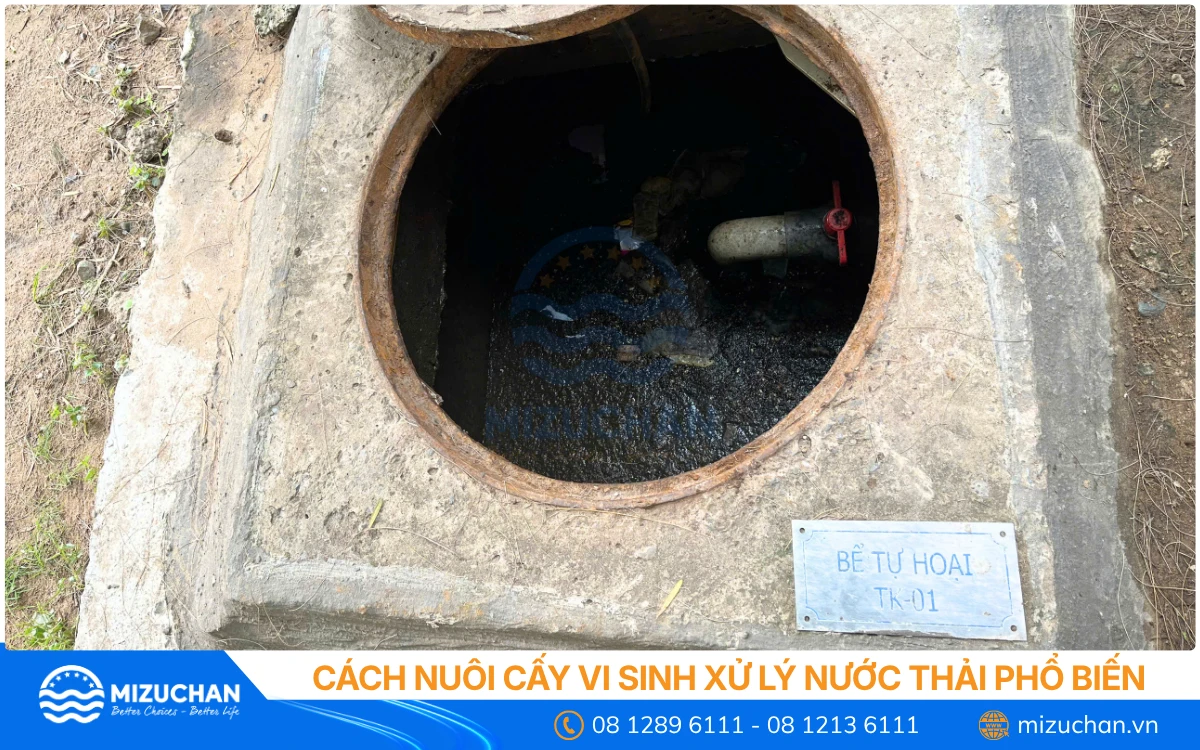 Cách Nuôi Cấy Vi Sinh Xử Lý Nước Thải Phổ Biến