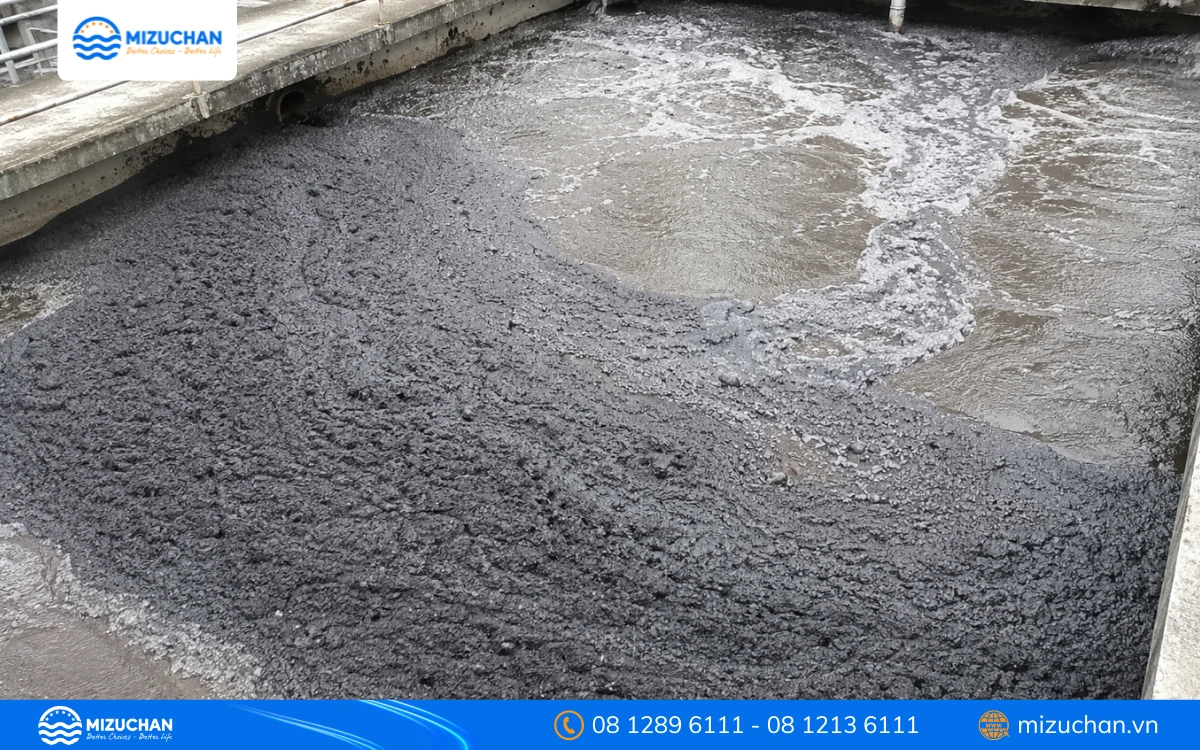 Sự cố vi sinh chết hàng loạt trong quá trình nuôi cấy