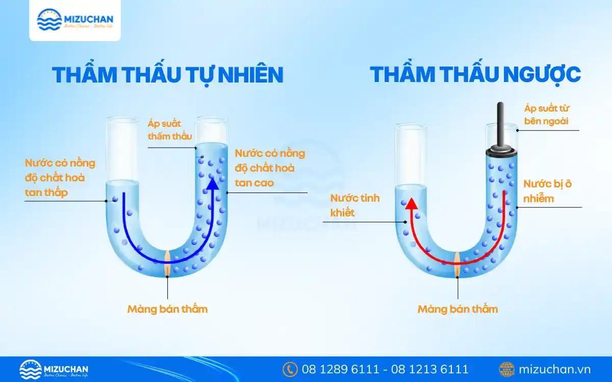 So sánh thẩm thấu tự nhiên và thẩm thấu ngược